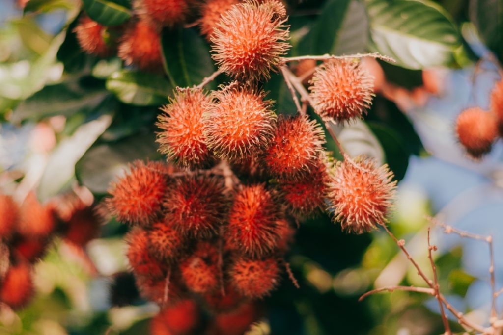 rambutan fruit in Mexico